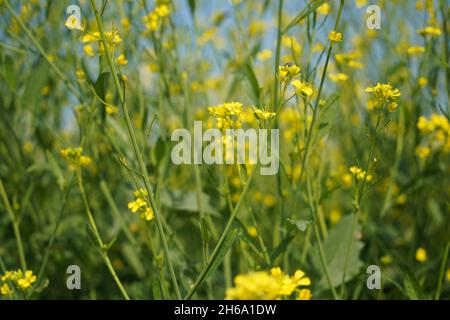 Image haute résolution : champ de moutarde en fleurs #Mustardfield #yellowmoutstard #bloomingmoutstard #canolafield #goldenfield #springscape #rurallife Banque D'Images