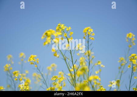 Image haute résolution : champ de moutarde en fleurs #Mustardfield #yellowmoutstard #bloomingmoutstard #canolafield #goldenfield #springscape #rurallife Banque D'Images