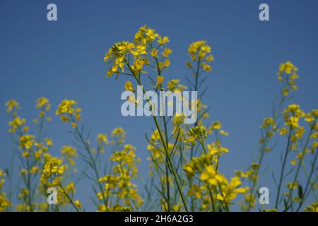 Image haute résolution : champ de moutarde en fleurs #Mustardfield #yellowmoutstard #bloomingmoutstard #canolafield #goldenfield #springscape #rurallife Banque D'Images