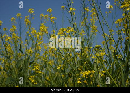 Image haute résolution : champ de moutarde en fleurs #Mustardfield #yellowmoutstard #bloomingmoutstard #canolafield #goldenfield #springscape #rurallife Banque D'Images