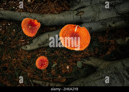 Groupe de champignons flyagariques croissant entre les racines des arbres dans les bois.Belle photo automnale de champignons rouges avec des points blancs.Amanita muscaria Banque D'Images