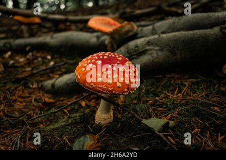 Groupe de champignons flyagariques croissant entre les racines des arbres dans les bois.Belle photo automnale de champignons rouges avec des points blancs.Amanita muscaria Banque D'Images