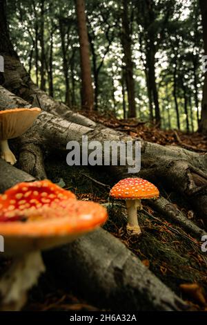 Groupe de champignons flyagariques croissant entre les racines des arbres dans les bois.Belle photo automnale de champignons rouges avec des points blancs.Amanita muscaria Banque D'Images