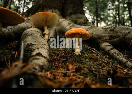 Groupe de champignons flyagariques croissant entre les racines des arbres dans les bois.Belle photo automnale de champignons rouges avec des points blancs.Amanita muscaria Banque D'Images