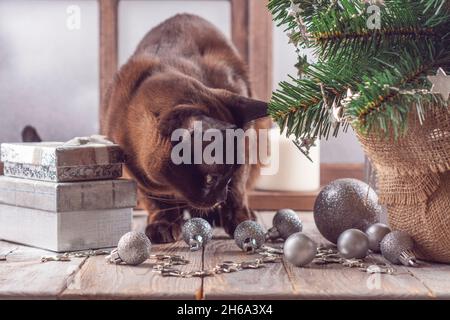 Chat birman drôle assis sur le rebord de la fenêtre avec petit sapin, boîtes cadeaux, guirlandes et boules de Noël autour.Carte de vœux de Noël ou du nouvel an Banque D'Images