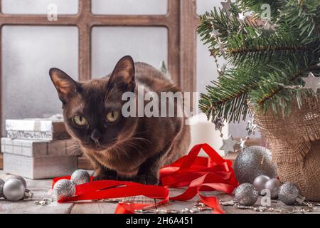 Chat birman drôle assis sur le rebord de la fenêtre et jouant avec le ruban rouge pour emballer des boîtes-cadeaux.Petit sapin, boîtes cadeaux, guirlandes et bouées de Noël Banque D'Images