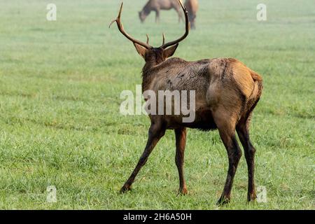 Le wapiti féminin est la cible du jeune homme pendant la rut Banque D'Images