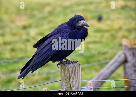 Oiseau de Stonehenge, Corvus frugilegus, membre de Corvidae, ordre de la passerine.Aire de répartition Scandinavie, Europe occidentale à Sibérie orientale, Noir Banque D'Images