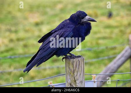 Oiseau de Stonehenge, Corvus frugilegus, membre de Corvidae, ordre de la passerine.Aire de répartition Scandinavie, Europe occidentale à Sibérie orientale, Noir Banque D'Images