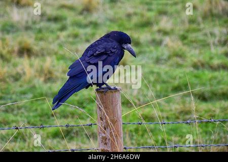 Oiseau de Stonehenge, Corvus frugilegus, membre de Corvidae, ordre de la passerine.Aire de répartition Scandinavie, Europe occidentale à Sibérie orientale, Noir Banque D'Images