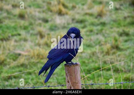 Oiseau de Stonehenge, Corvus frugilegus, membre de Corvidae, ordre de la passerine.Aire de répartition Scandinavie, Europe occidentale à Sibérie orientale, Noir Banque D'Images