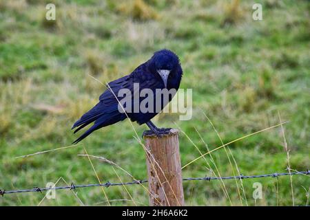 Oiseau de Stonehenge, Corvus frugilegus, membre de Corvidae, ordre de la passerine.Aire de répartition Scandinavie, Europe occidentale à Sibérie orientale, Noir Banque D'Images