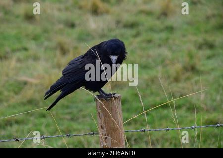 Oiseau de Stonehenge, Corvus frugilegus, membre de Corvidae, ordre de la passerine.Aire de répartition Scandinavie, Europe occidentale à Sibérie orientale, Noir Banque D'Images