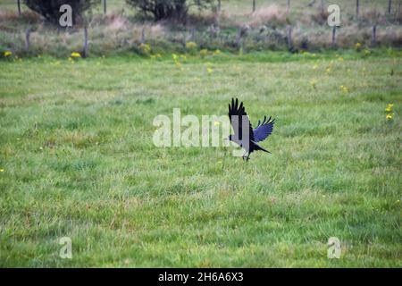 Oiseau de Stonehenge, Corvus frugilegus, membre de Corvidae, ordre de la passerine.Aire de répartition Scandinavie, Europe occidentale à Sibérie orientale, Noir Banque D'Images