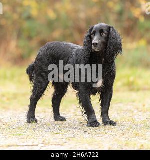 Sprocker spaniel chien Banque D'Images