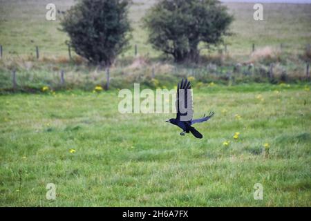 Oiseau de Stonehenge, Corvus frugilegus, membre de Corvidae, ordre de la passerine.Aire de répartition Scandinavie, Europe occidentale à Sibérie orientale, Noir Banque D'Images