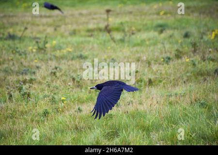 Oiseau de Stonehenge, Corvus frugilegus, membre de Corvidae, ordre de la passerine.Aire de répartition Scandinavie, Europe occidentale à Sibérie orientale, Noir Banque D'Images