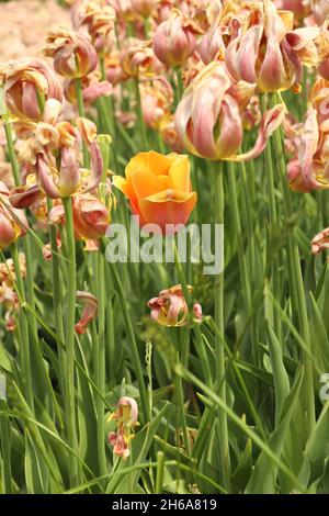 une fleur de tulipe d'orange fraîchement fleuri dans une mer de tulipes colorées juste au-delà de leur temps Banque D'Images