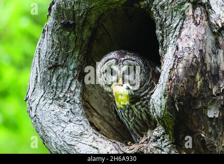 Portrait d'une chouette barrée perchée sur une branche d'arbre.Cette chouette barrée gardait ses trois chouettes dans un nid alors que la chouette était loin. Banque D'Images