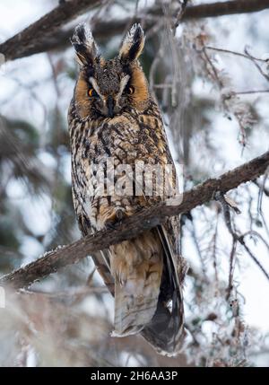 Portrait d'une chouette barrée perchée sur une branche d'arbre.Cette chouette barrée gardait ses trois chouettes dans un nid alors que la chouette était loin. Banque D'Images