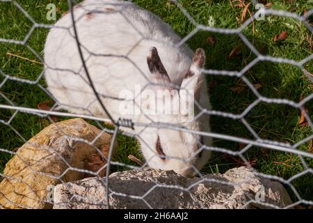 Lapin blanc dans le hameau de la Reine (le Hameau de la Reine) - Maison rurale - Marie-Antoinette dans les jardins du château de Versailles (Château de Versailles) Banque D'Images
