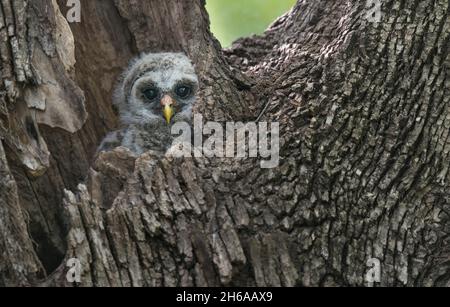 Portrait d'une chouette barrée perchée sur une branche d'arbre.Cette chouette barrée gardait ses trois chouettes dans un nid alors que la chouette était loin. Banque D'Images