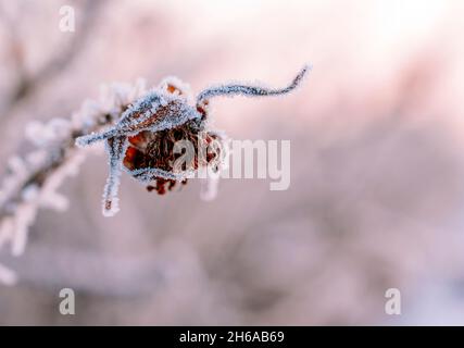 Fleurs congelées dans la nature au début de l'hiver matin. Banque D'Images