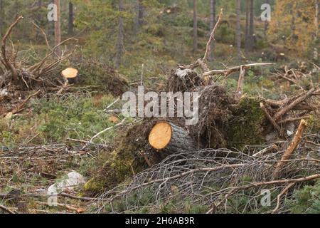 Des souches de pin frais sur une zone de coupe claire dans le nord de la Finlande. Banque D'Images