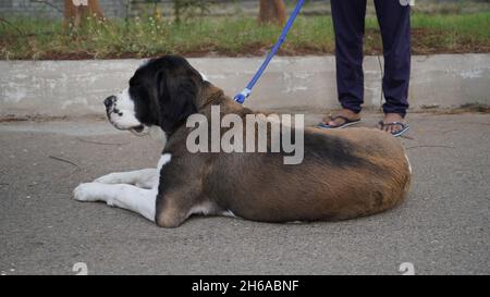 Image de haute qualité : Portrait de chien #chien #chiens Banque D'Images