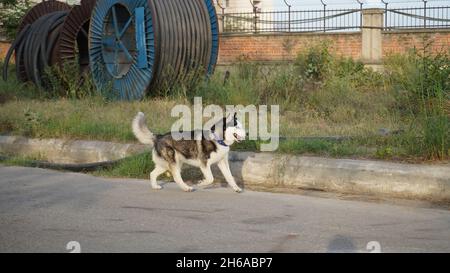 Image de haute qualité : Portrait de chien #chien #chiens Banque D'Images