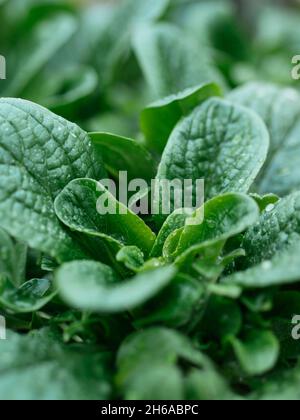 Salade de maïs (Valerianella locusta) plantes dans un potager en novembre. Banque D'Images