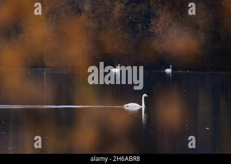 Swans Whooper, Cygnus cygnus nageant sur un lac calme pendant une migration d'automne. Tourné près de Kuusamo, dans le nord de la Finlande. Banque D'Images