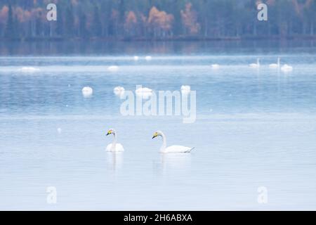 Une paire d'élégants cygnes Whooper, Cygnus cygnus nageant sur un lac calme pendant une migration d'automne. Tourné près de Kuusamo, dans le nord de la Finlande. Banque D'Images