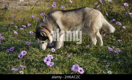 Image de haute qualité : Portrait de chien #chien #chiens Banque D'Images