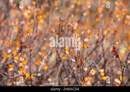 Bouleau nain coloré et minuscule, Betula nana laisse pendant le feuillage d'automne dans le nord de la Finlande. Banque D'Images