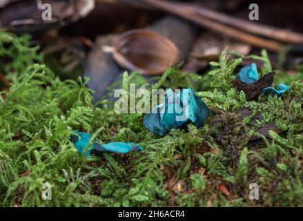 Champignon - Vert ELFCUP (Chlorociboria aeuginascens) Banque D'Images