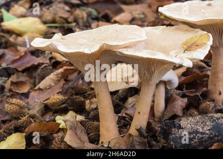 Un champignon de l'entonnoir que Mycokey ai suggère est un entonnoir trooping (Clitocybe geotropha) et il semble correspondre aux descriptions de livre pour cette espèce. Banque D'Images