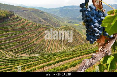 Vieux vignobles aux raisins rouges dans la région viticole de la vallée du Douro, près de Porto, Portugal Europe Banque D'Images