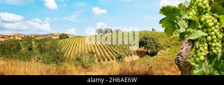 Vignobles avec vigne et paysage toscan vallonné près de la cave de vinification le long de la route du Chianti au soleil d'été, Toscane Italie Europe Banque D'Images