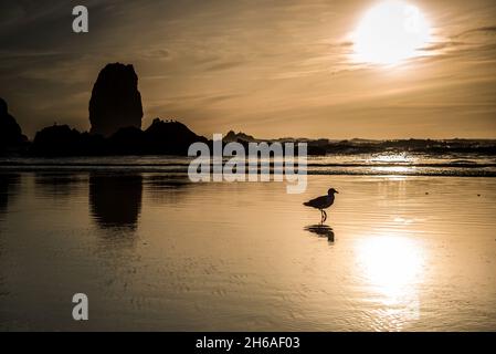 Ombre au mouette sur la plage de Cannon au coucher du soleil Banque D'Images