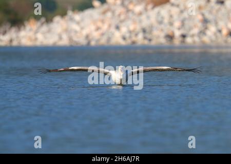 Un pélican dalmatien (Pelecanus crispus) juvénile en vol au-dessus de la surface du lac Kerkini, dans le nord de la Grèce, au printemps Banque D'Images
