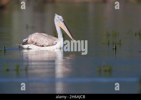 Un pélican dalmatien (Pelecanus crispus) nageant dans le lac Kerkini, dans le nord de la Grèce, au printemps Banque D'Images