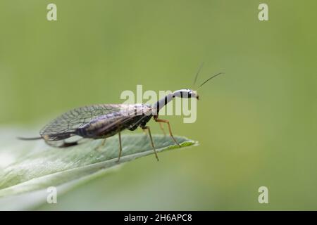 Snakefly, Phaeostigma Major Banque D'Images
