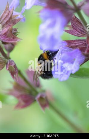 Gartenhummel (Bombus hortorum), bourdon de jardin Banque D'Images