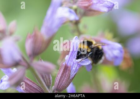 Gartenhummel (Bombus hortorum), bourdon de jardin Banque D'Images
