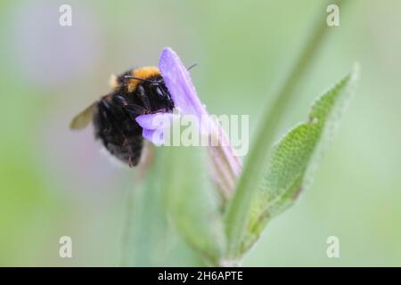 Gartenhummel (Bombus hortorum), bourdon de jardin Banque D'Images