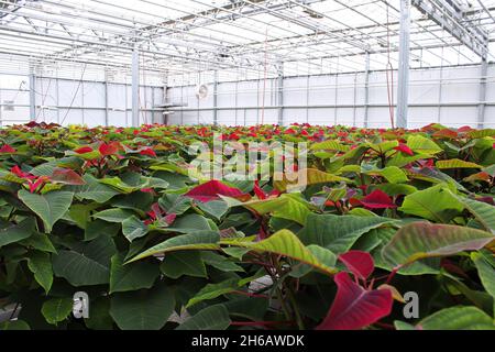 Rangées de poinsettias croissant dans une serre avant Noël Banque D'Images