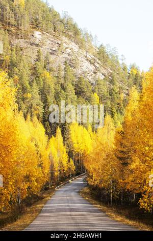 Petite route qui traverse les forêts de bouleau colorées pendant le feuillage d'automne près de Kuusamo, dans le nord de la Finlande. Banque D'Images