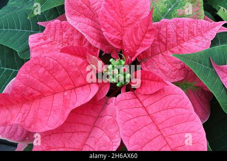 Macro de la petite fleur centrale sur les plantes de poinsettia Banque D'Images