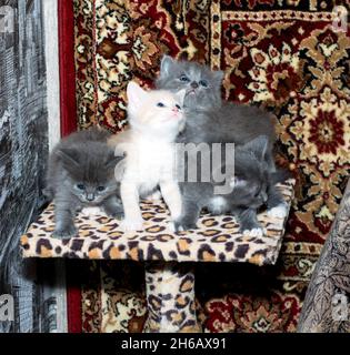 trois chaton gris et un chaton beige sur un poteau de grattage, sur un fond de tapis, le thème des chats et chatons domestiques Banque D'Images